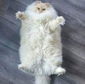 Meet your Posher, Dennis